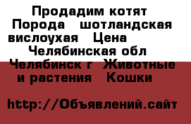 Продадим котят. Порода - шотландская вислоухая › Цена ­ 1 000 - Челябинская обл., Челябинск г. Животные и растения » Кошки   